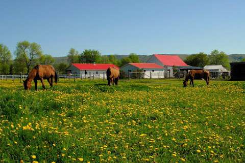 Black Bay Horse Farm